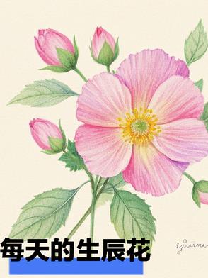 每天的生辰花